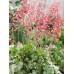 Гейхера Париж (Heuchera Paris) Гейхера Париж (Heuchera Paris)
