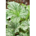 Гейхера Париж (Heuchera Paris) Гейхера Париж (Heuchera Paris)