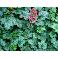 Гейхера Париж (Heuchera Paris) Гейхера Париж (Heuchera Paris)