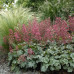 Гейхера Париж (Heuchera Paris) Гейхера Париж (Heuchera Paris)