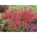 Гейхера Париж (Heuchera Paris) Гейхера Париж (Heuchera Paris)