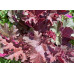 Гейхера Пёпл Кестл (Heuchera Purple Castle) Гейхера Пёпл Кестл (Heuchera Purple Castle)