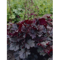 Гейхера Пёпл Кестл (Heuchera Purple Castle) Гейхера Пёпл Кестл (Heuchera Purple Castle)