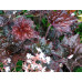 Гейхера Пёпл Кестл (Heuchera Purple Castle) Гейхера Пёпл Кестл (Heuchera Purple Castle)