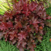 Гейхера Пич Фламбе (Heuchera Peach Flambe) Гейхера Пич Фламбе (Heuchera Peach Flambe)