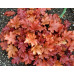 Гейхера Пич Фламбе (Heuchera Peach Flambe) Гейхера Пич Фламбе (Heuchera Peach Flambe)