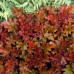 Гейхера Пич Фламбе (Heuchera Peach Flambe) Гейхера Пич Фламбе (Heuchera Peach Flambe)