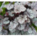 Гейхера Шуга Фростинг (Heuchera Sugar Frosting) Гейхера Шуга Фростинг (Heuchera Sugar Frosting)