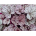 Гейхера Шуга Фростинг (Heuchera Sugar Frosting) Гейхера Шуга Фростинг (Heuchera Sugar Frosting)