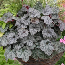 Гейхера Шуга Фростинг (Heuchera Sugar Frosting) Гейхера Шуга Фростинг (Heuchera Sugar Frosting)