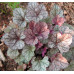 Гейхера Шуга Фростинг (Heuchera Sugar Frosting) Гейхера Шуга Фростинг (Heuchera Sugar Frosting)