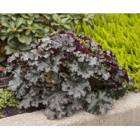 Гейхера Ворлд Кафе Эспрессо (Heuchera World Caffe Expresso) Гейхера Ворлд Кафе Эспрессо (Heuchera World Caffe Expresso)