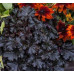 Гейхера Ворлд Кафе Эспрессо (Heuchera World Caffe Expresso) Гейхера Ворлд Кафе Эспрессо (Heuchera World Caffe Expresso)