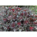 Гейхера Ворлд Кафе Эспрессо (Heuchera World Caffe Expresso) Гейхера Ворлд Кафе Эспрессо (Heuchera World Caffe Expresso)