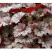 Гейхера Твайлайт (Heucherella Twilight) Гейхера Твайлайт (Heucherella Twilight)