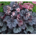 Гейхера Твайлайт (Heucherella Twilight) Гейхера Твайлайт (Heucherella Twilight)