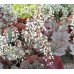 Гейхера Твайлайт (Heucherella Twilight) Гейхера Твайлайт (Heucherella Twilight)