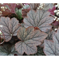 Гейхера Твайлайт (Heucherella Twilight) Гейхера Твайлайт (Heucherella Twilight)