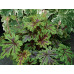 Гейхера Старберст (Tiarella Starburst) Гейхера Старберст (Tiarella Starburst)