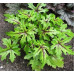 Гейхера Старберст (Tiarella Starburst) Гейхера Старберст (Tiarella Starburst)