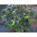 Гейхера Джиперс Криперс (JTiarella eepers Creepers) Гейхера Джиперс Криперс (JTiarella eepers Creepers)