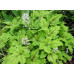 Гейхера Джиперс Криперс (JTiarella eepers Creepers) Гейхера Джиперс Криперс (JTiarella eepers Creepers)