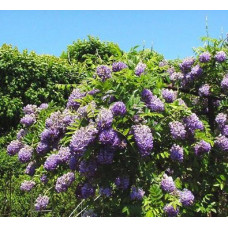 Глициния плодоносящая Лонгвуд Пёпл (Wisteria frutescens Longwood Purple)