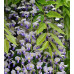 Глициния обильноцветущая Мультиюга (Wisteria floribunda Multijuga) Глициния обильноцветущая Мультиюга (Wisteria floribunda Multijuga)