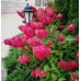 Гортензия метельчатая Фрейз Мельба (Hydrangea paniculata Fraise Melba) Гортензия метельчатая Фрейз Мельба (Hydrangea paniculata Fraise Melba)