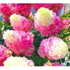 Гортензия метельчатая Фрейз Мельба (Hydrangea paniculata Fraise Melba) Гортензия метельчатая Фрейз Мельба (Hydrangea paniculata Fraise Melba)