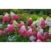Гортензия метельчатая Фрейз Мельба (Hydrangea paniculata Fraise Melba) Гортензия метельчатая Фрейз Мельба (Hydrangea paniculata Fraise Melba)