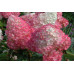 Гортензия метельчатая Фрейз Мельба (Hydrangea paniculata Fraise Melba)