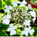 Гортензия черешковая (вьющаяся) Миранда (Hydrangea petiolaris Miranda) Гортензия черешковая (вьющаяся) Миранда (Hydrangea petiolaris Miranda)