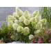 Гортензия метельчатая Скайфолл (Hydrangea pan. Skyfall) Гортензия метельчатая Скайфолл (Hydrangea pan. Skyfall)