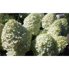 Гортензия метельчатая Скайфолл (Hydrangea pan. Skyfall) Гортензия метельчатая Скайфолл (Hydrangea pan. Skyfall)