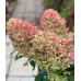 Гортензия метельчатая Скайфолл (Hydrangea pan. Skyfall) Гортензия метельчатая Скайфолл (Hydrangea pan. Skyfall)