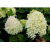 Гортензия метельчатая Скайфолл (Hydrangea pan. Skyfall) Гортензия метельчатая Скайфолл (Hydrangea pan. Skyfall)