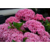 Гортензия крупнолистная ремонтантная Ю энд Ми Перфекшен (Hydrangea macrophylla You & Me Perfection, RE) Гортензия крупнолистная ремонтантная Ю энд Ми Перфекшен (Hydrangea macrophylla You & Me Perfection, RE)