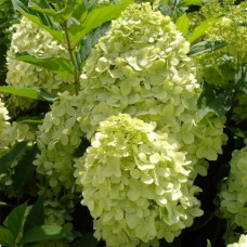 Гортензия метельчатая Лаймлайт (Hydrangea paniculata Limelight) Гортензия метельчатая Лаймлайт (Hydrangea paniculata Limelight)