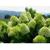 Гортензия метельчатая Лаймлайт (Hydrangea paniculata Limelight) Гортензия метельчатая Лаймлайт (Hydrangea paniculata Limelight)