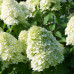 Гортензия метельчатая Лаймлайт (Hydrangea paniculata Limelight) Гортензия метельчатая Лаймлайт (Hydrangea paniculata Limelight)
