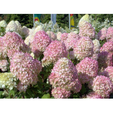 Гортензия метельчатая Мэджикал Кэндл (Hydrangea Paniculata Magical Candle) Гортензия метельчатая Мэджикал Кэндл (Hydrangea Paniculata Magical Candle)