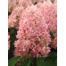 Гортензия метельчатая Мэджикал Кэндл (Hydrangea Paniculata Magical Candle) Гортензия метельчатая Мэджикал Кэндл (Hydrangea Paniculata Magical Candle)