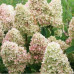 Гортензия метельчатая Мэджикал Кэндл (Hydrangea Paniculata Magical Candle) Гортензия метельчатая Мэджикал Кэндл (Hydrangea Paniculata Magical Candle)