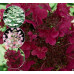Гортензия метельчатая Вим’с Ред (Hydrangea Paniculata Wim’s Red) 