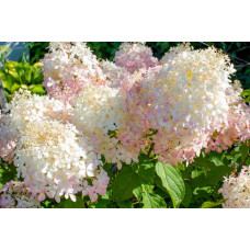 Гортензия метельчатая Фантом (Hydrangea paniculata Phantom) Гортензия метельчатая Фантом (Hydrangea paniculata Phantom)