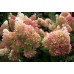 Гортензия метельчатая Фантом (Hydrangea paniculata Phantom) Гортензия метельчатая Фантом (Hydrangea paniculata Phantom)