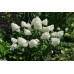 Гортензия метельчатая Фантом (Hydrangea paniculata Phantom)