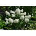 Гортензия метельчатая Фантом (Hydrangea paniculata Phantom) Гортензия метельчатая Фантом (Hydrangea paniculata Phantom)