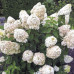 Гортензия метельчатая Фантом (Hydrangea paniculata Phantom) Гортензия метельчатая Фантом (Hydrangea paniculata Phantom)